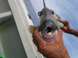 TEAM�Ôg�Á@�k�m�]�����[�͂���[�i�S�}�����K���j���������ł��ˁI