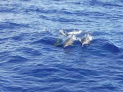 �Ò��R�Q�N���@�@�ɍ]���ɂăC���J�ɑ���