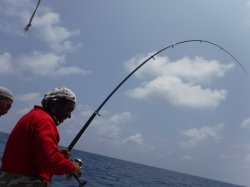 �r���g�@�i�k�̑]���j