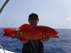 �r���g�@�i�k�̑]���j����̍������@�A�J�W���~�[�o�C