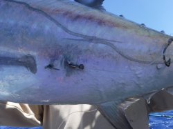 TEAM�Ôg�Ái�k�̑]���j�X���|����ł���