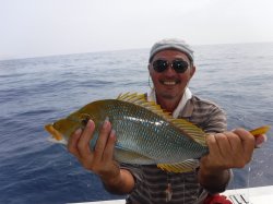 �r���g�@�i�k�̑]���j�^�}���i�n�}�t�G�t�L�j