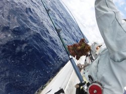 �s�d�`�l�Ôg�Á@�ɍ]����H�d�����ǁc�@�啨�H�H