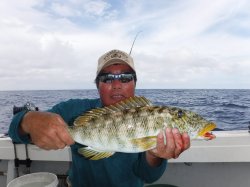 �s�d�`�l�Ôg�Á@�ɍ]��