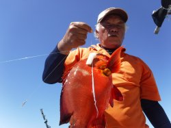 �^�}�L�g�@�ɍ]��