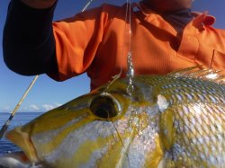 �^�}�L�g�@�ɍ]��