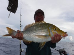 �s�d�`�l�Ôg�Á@�ɍ]���^�}���i�n�}�t�G�t�L�j2.2?