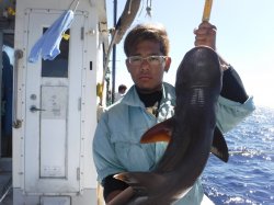 �s�d�`�l�Ôg�Á@�ɍ]��