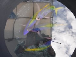 �s�d�`�l�Ôg�Á@�ɍ]���Y��ȃO���N���ł��ˁ`�`�`�I