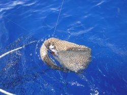 �s�d�`�l�O���N�@�n���쓇�E�c�{�I�I�I